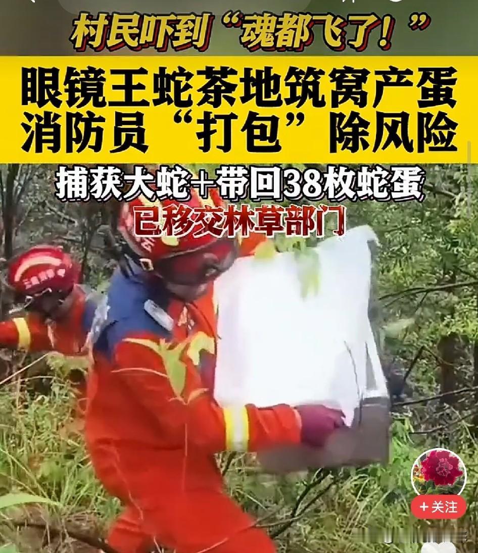 太吓人了！云南村民在自家茶园拨开松针，发现一条眼镜王蛇死死盯着自己，身下还压着3