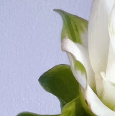 0000姜荷花种植1. 选种与土壤准备选择球茎饱满、无损伤的健壮姜荷花种球，优先