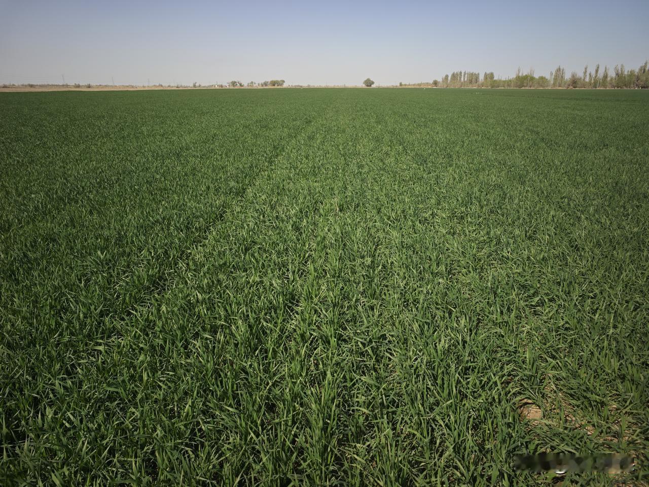 春日生活打卡季 绿意盎然的田野，生机勃勃的农作物，大自然的馈赠。春风拂过北疆大地