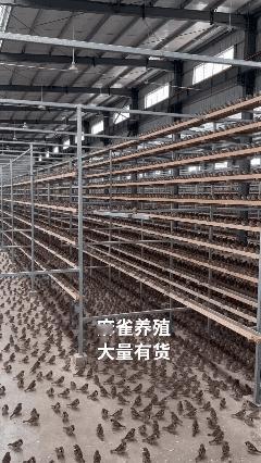 养这玩意能赚到钱吗？[what]