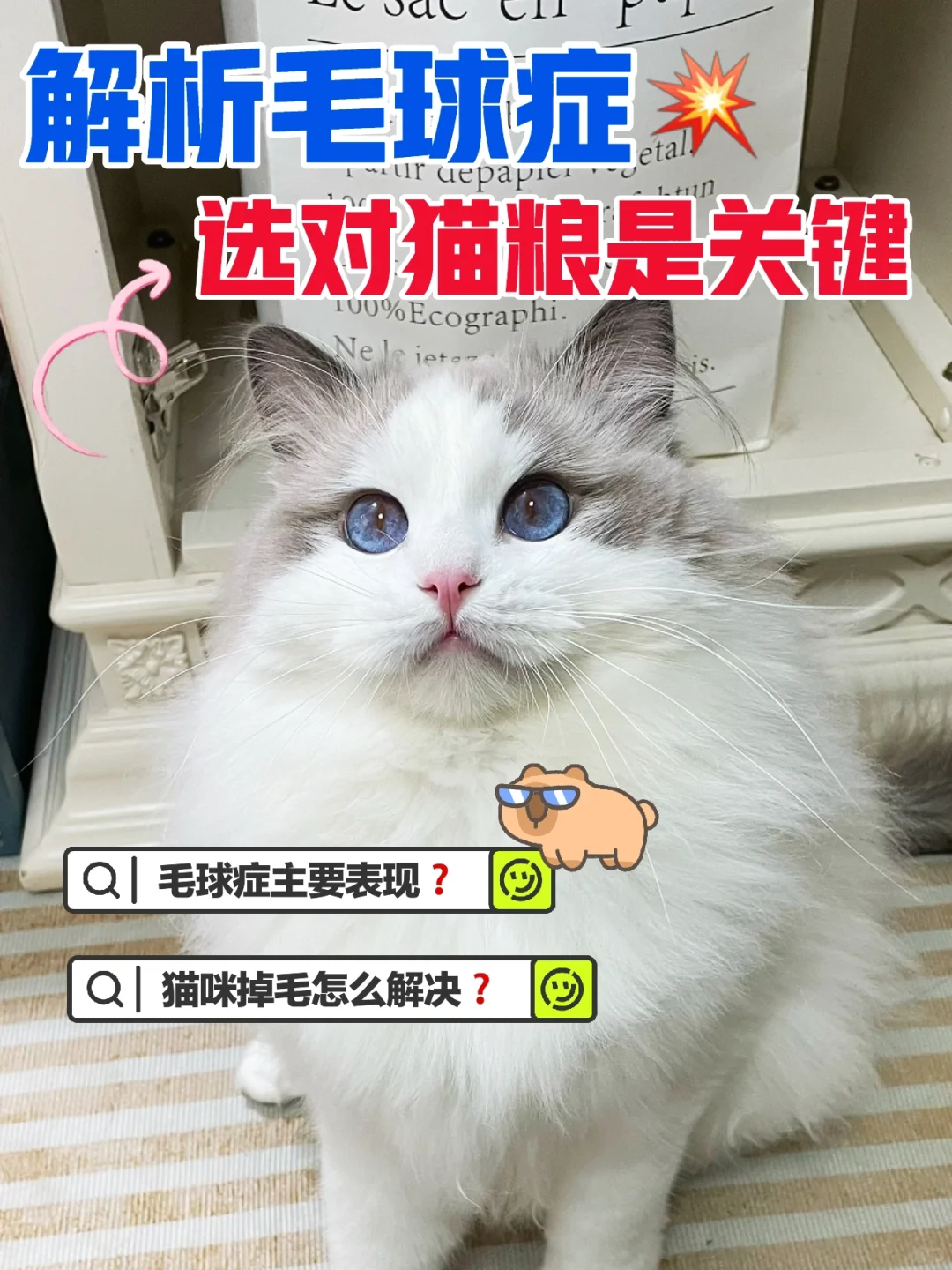 解析毛球症💥呵护猫咪🐱选对猫粮是关键