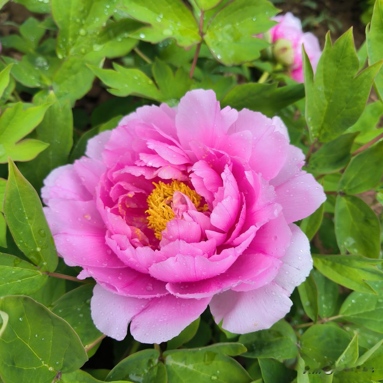 穷人乍富是什么感觉

上个月由于我弃用了某动的宽带，所以手机流量少了许多，但是我