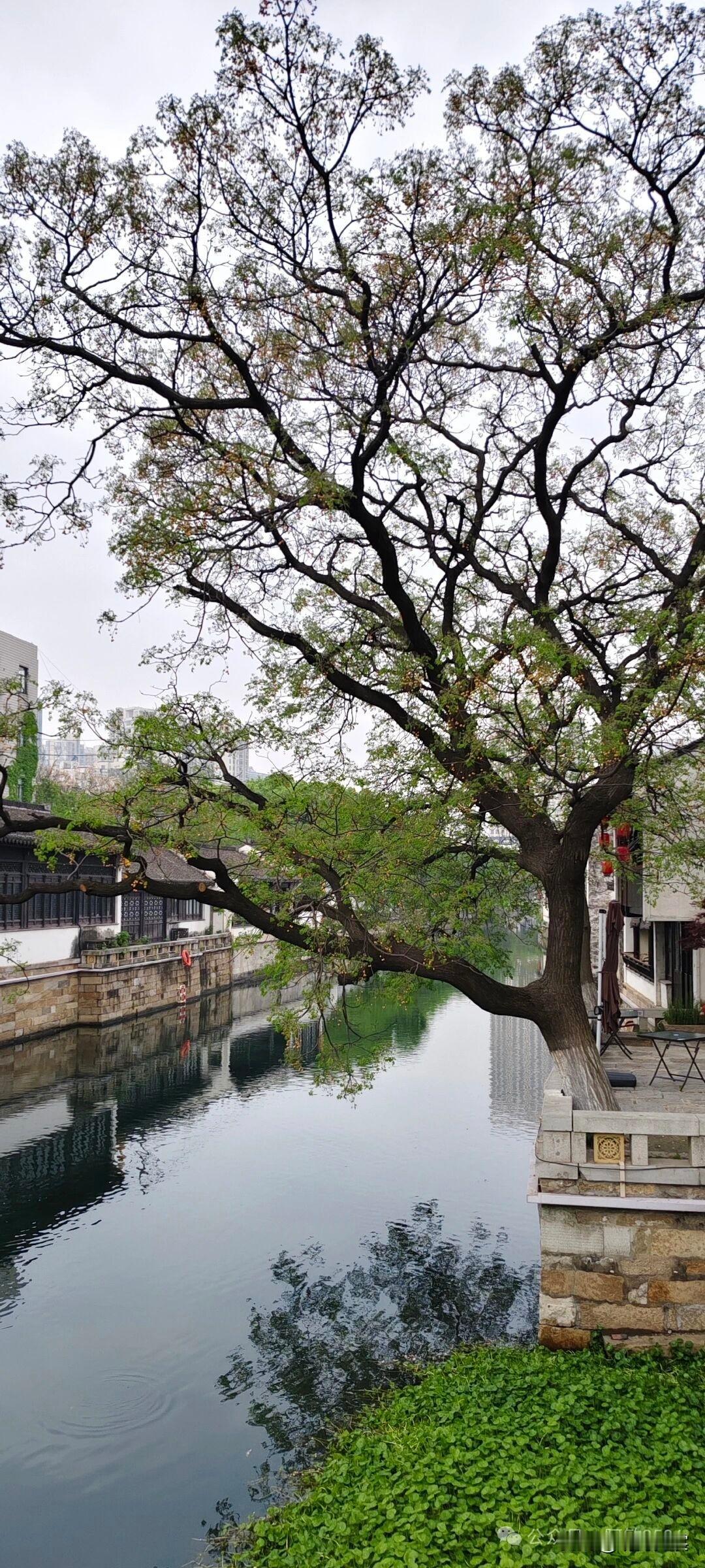 青果巷口的楝树，有些年头了。