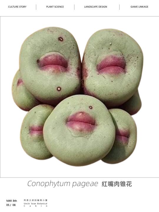 拟人植物图鉴一 | 嘟嘴卖萌的下巴？🌸