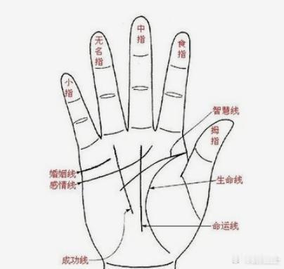 适合静中拓展的手相；一掌心偏方或者手指关节明显收藏，手指细长柔弱无骨的手适合外交