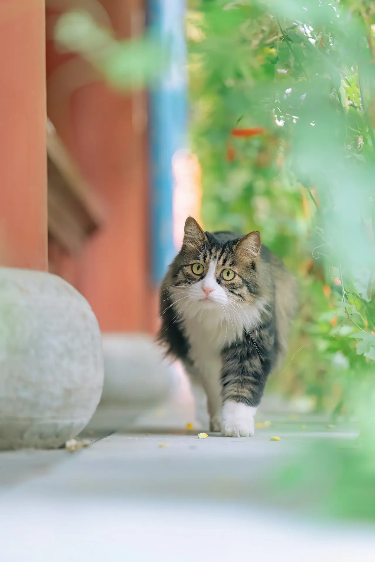 生活再忙，别忘了抬头看猫。继续和大家发“治愈人心的猫猫日历壁纸”系列...