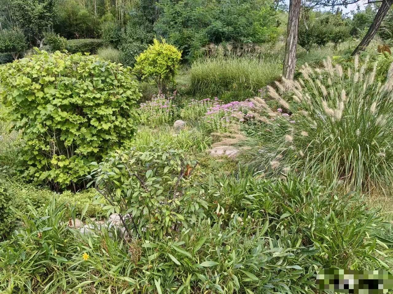 问养狗的女人：养狗的目的是什么？养狗只是个人的癖好，与打麻将牌一样，与吸毒差不多