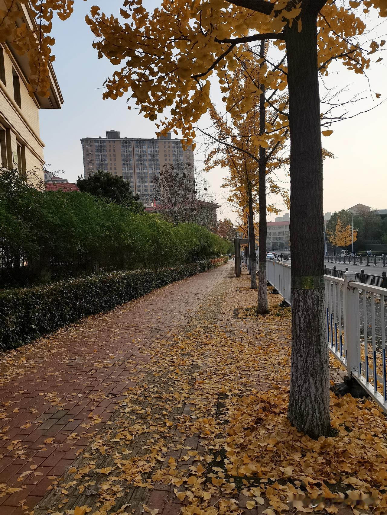 这波秋日限定暴击我先冲了！拐进这条路直接被银杏美懵了——满树金叶子堆得像小太阳，