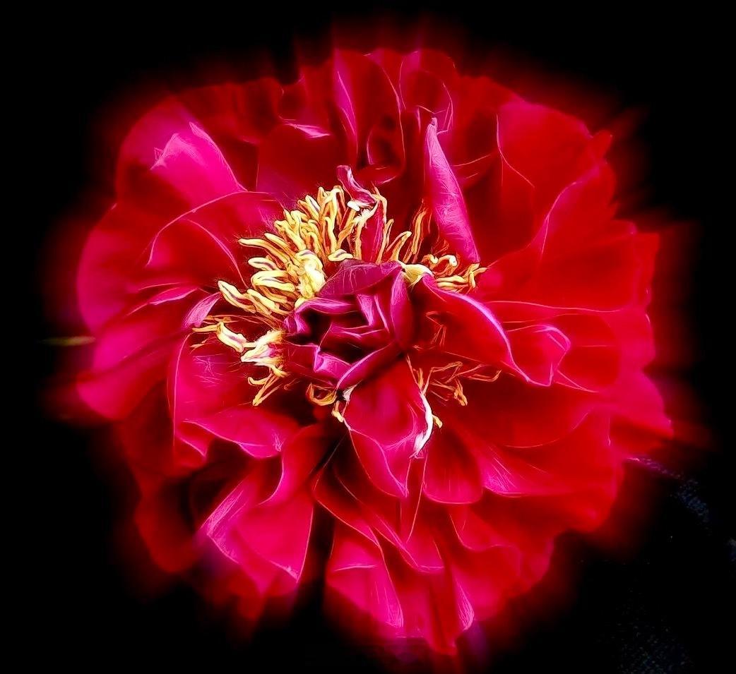 Sandra Stickler是一位花卉摄影师，同时也是一位水粉画家，作品里常带