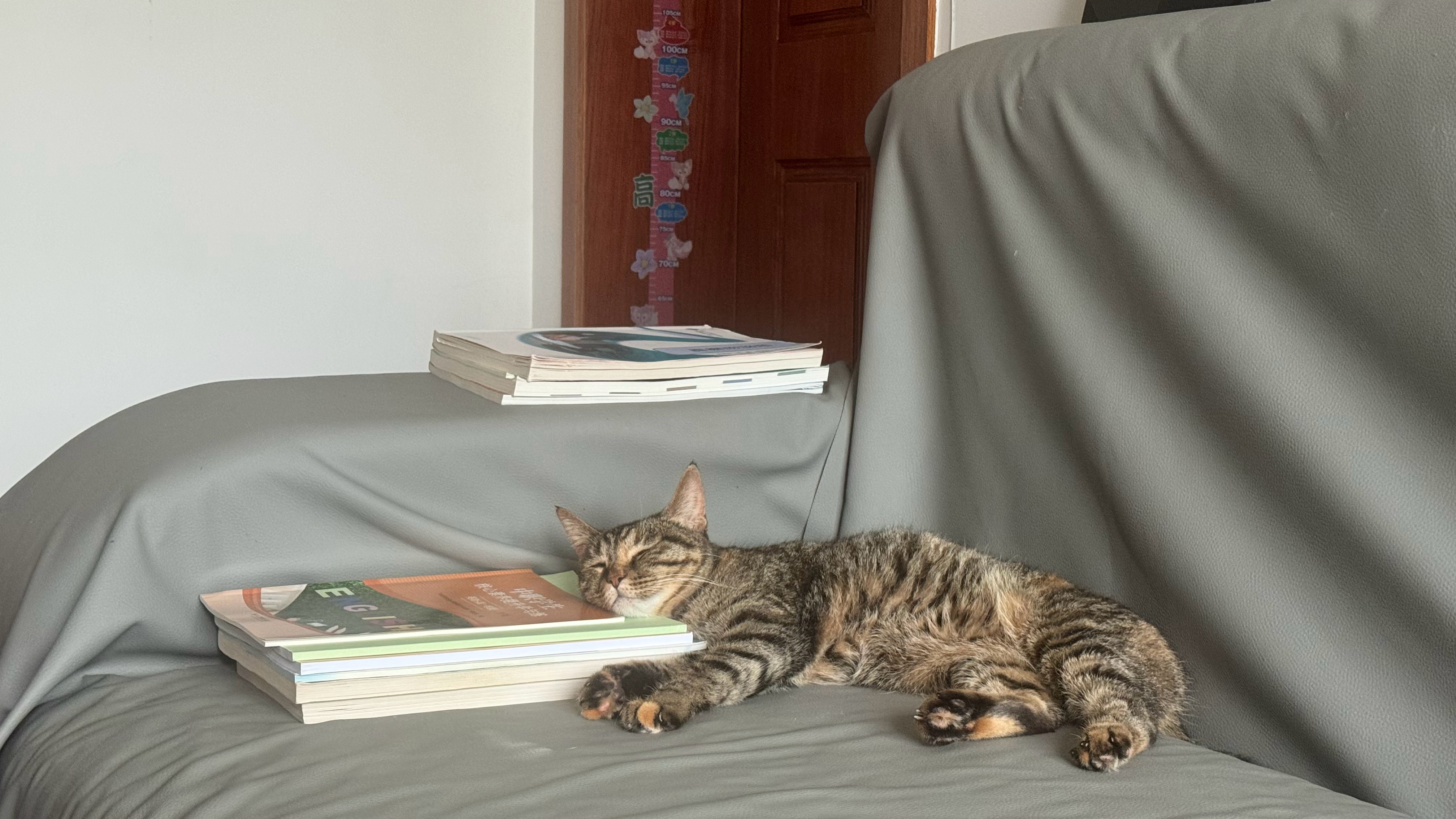 我家有只知识猫😺 
