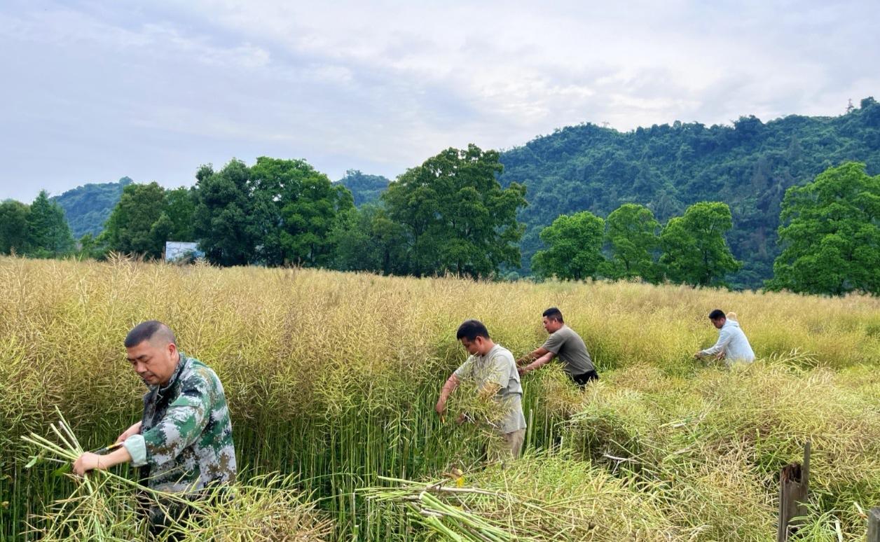 🌾 五一不休假，南方农村正抢收油菜籽！这些门道和隐患得知道

五一假期，当很多