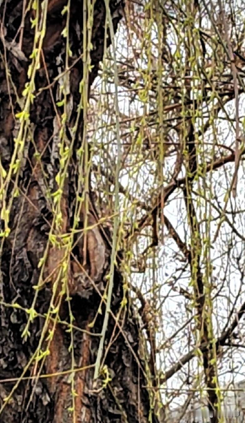 柳芽，春风剪出，浅草远看绿色近看无，古人的诗意很美，所以兴怀的春其致一也，这种和