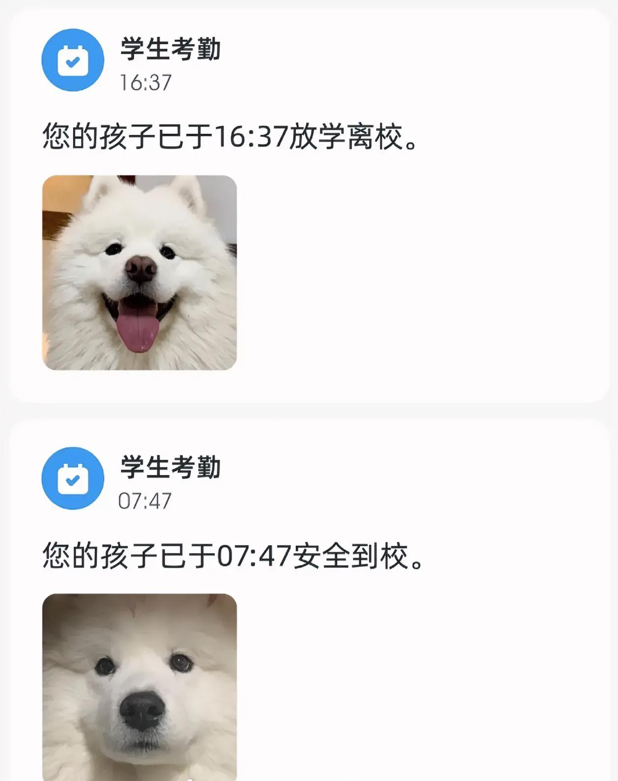 天呐！刷到个上海姑娘的操作，真是给我看不会了。
95后，每个月砸1万2，送自家狗