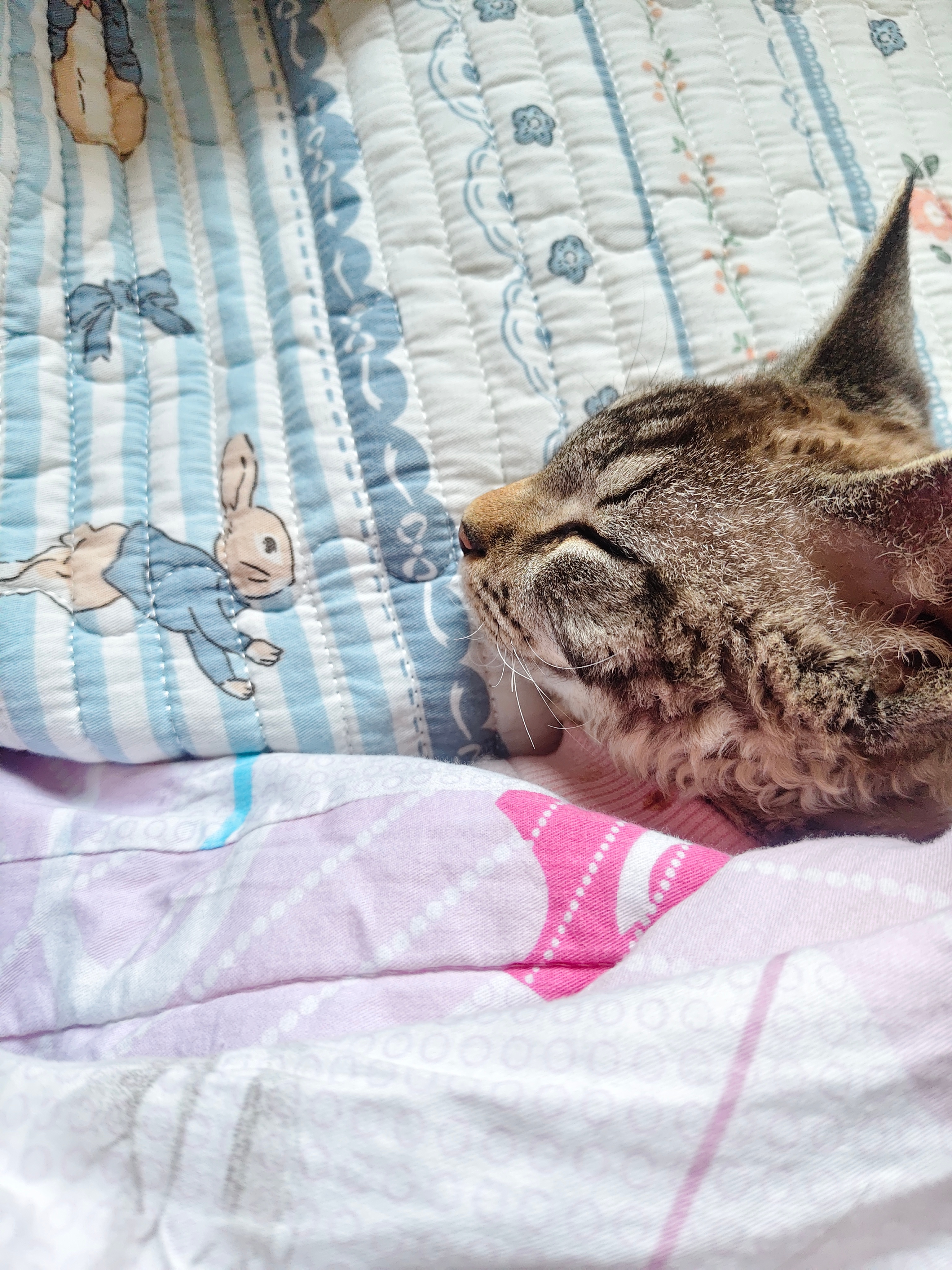 小猫睡觉怎么还打呼噜 怪萌的[期待] ​​​
