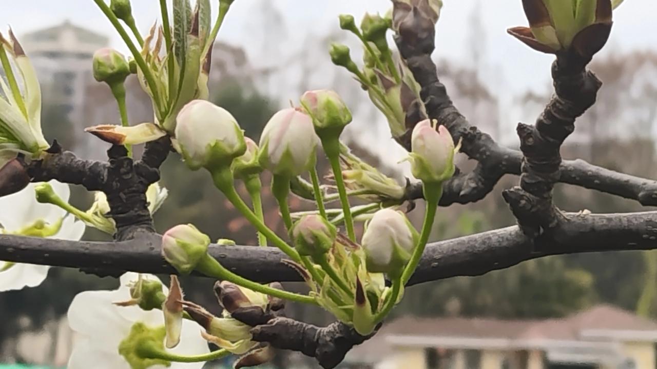 上联:秋月一轮照四海
下联:春花万朵香九州
友友请赏下联 友友请展示下联 友友请