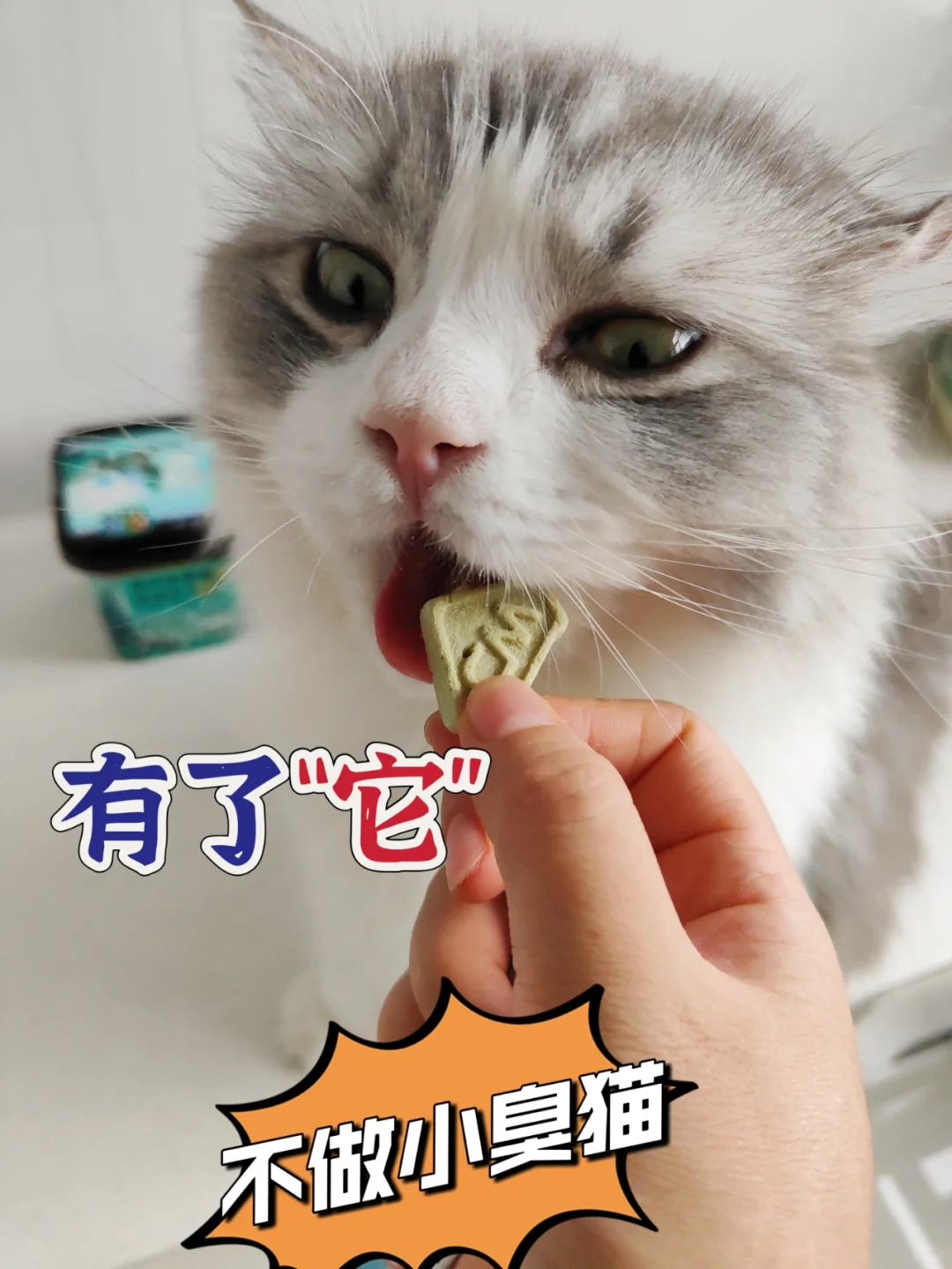 9命！！这么可爱的小猫为啥嘴滂臭😭