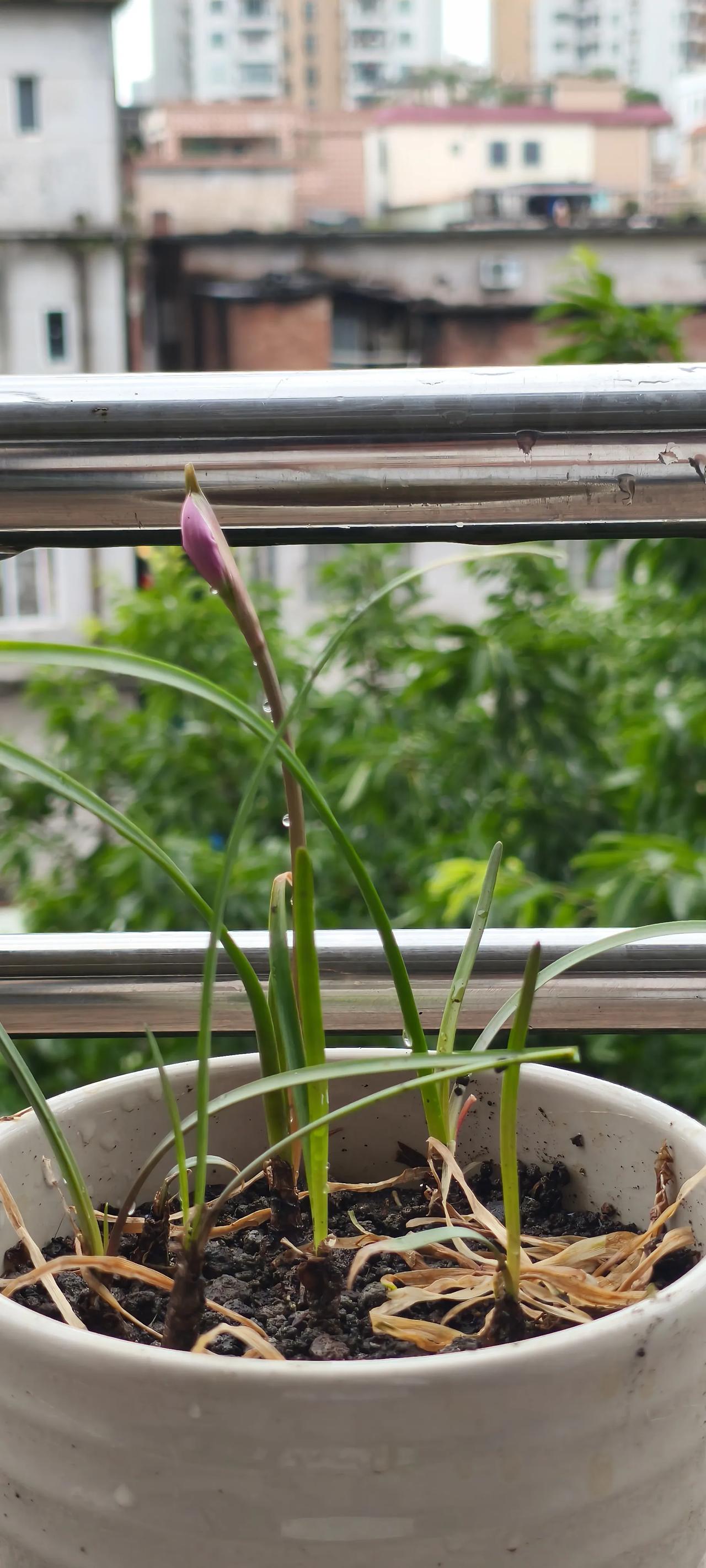 一场风雨一枝花