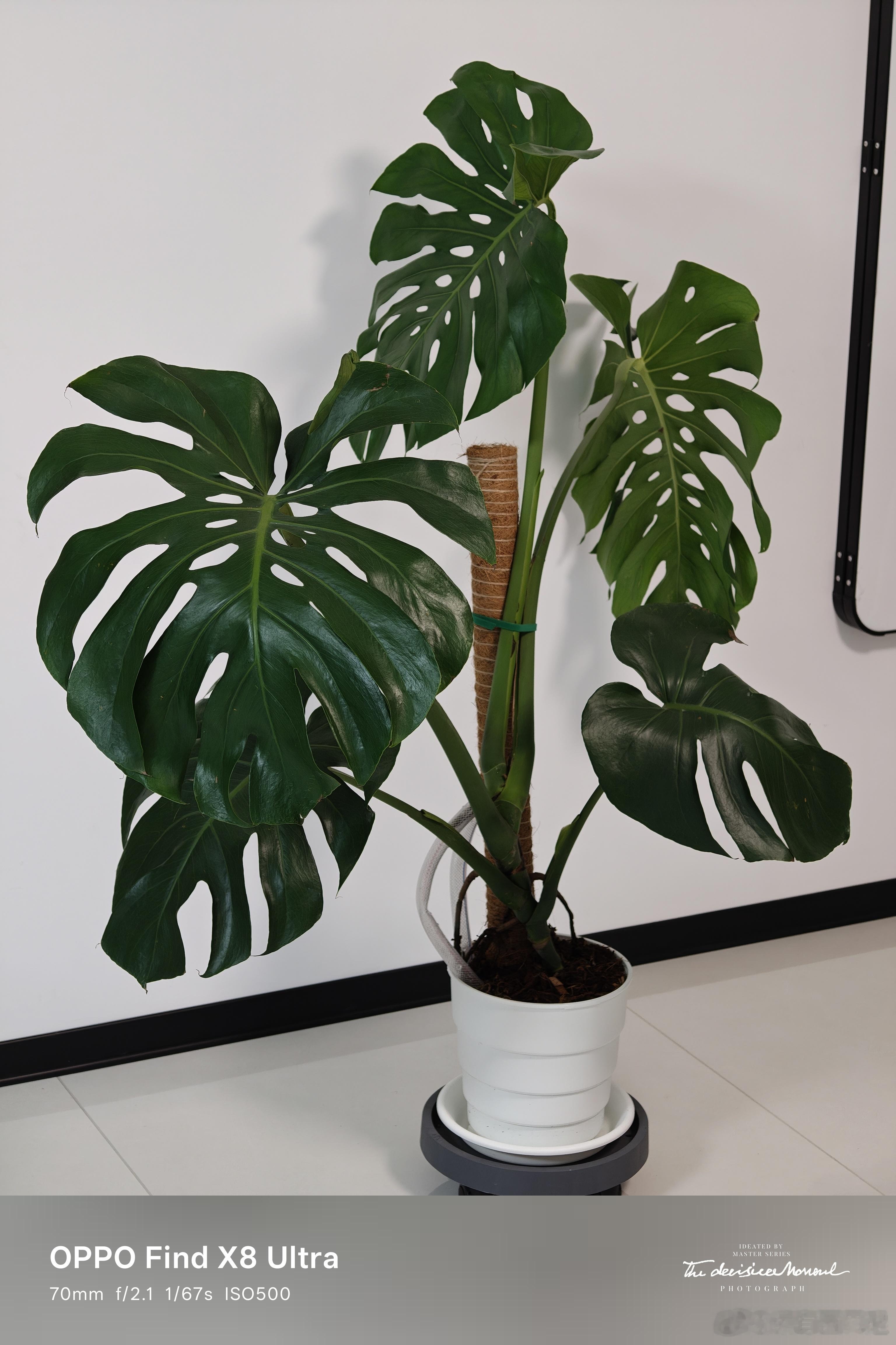 龟背竹养了两个多月没任何变化，就长了两个气生根，不知道用pvc软管引导气生根入土