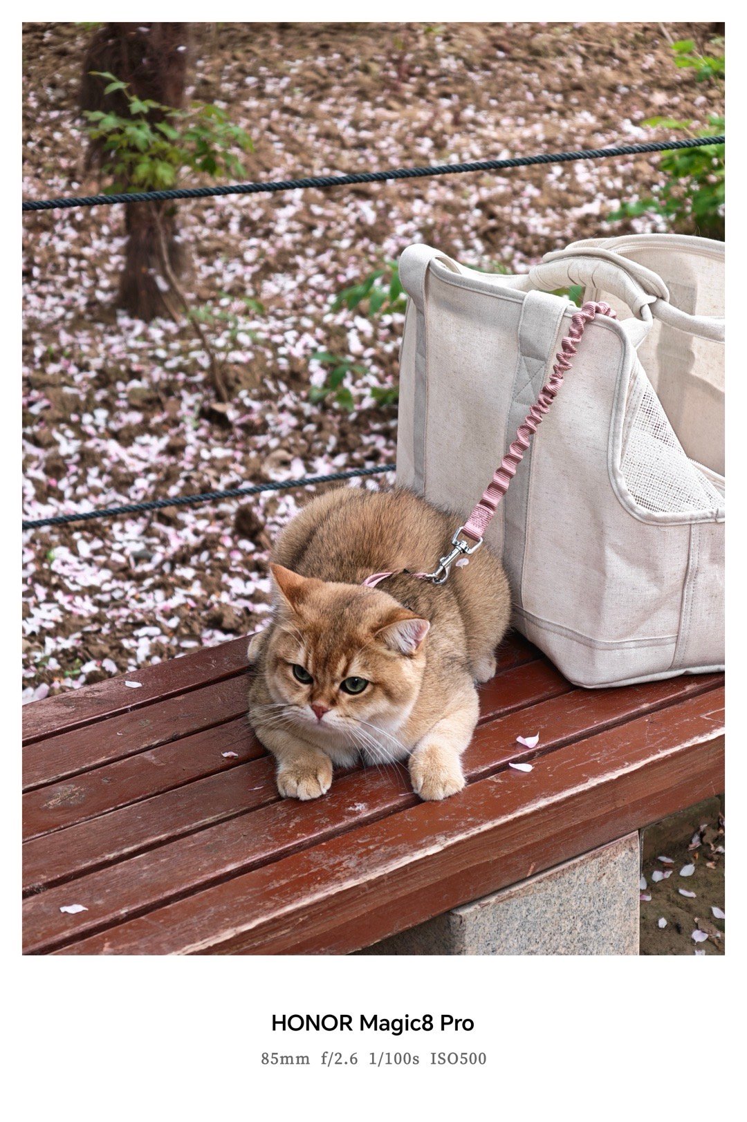 谁懂这次换手机的意义谁懂这次换手机的意义！把小猫的软萌、牡丹的形态都拍得清清楚楚