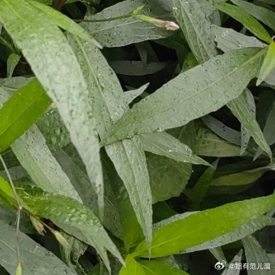 翻到去年秋天的照片，那时候我信誓旦旦说要放下。现在换季了，衣柜换了，作息换了，唯
