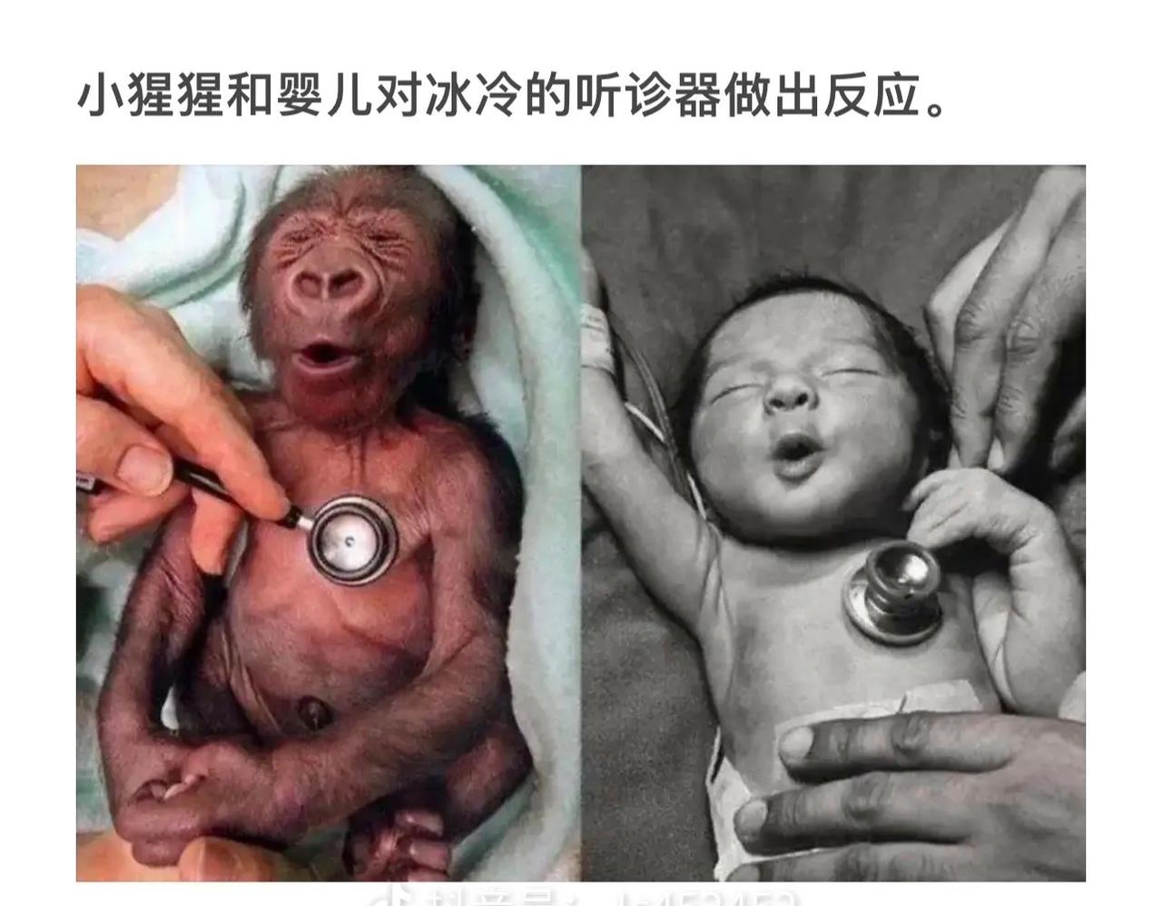 听诊声声入耳，小猴与婴共情。