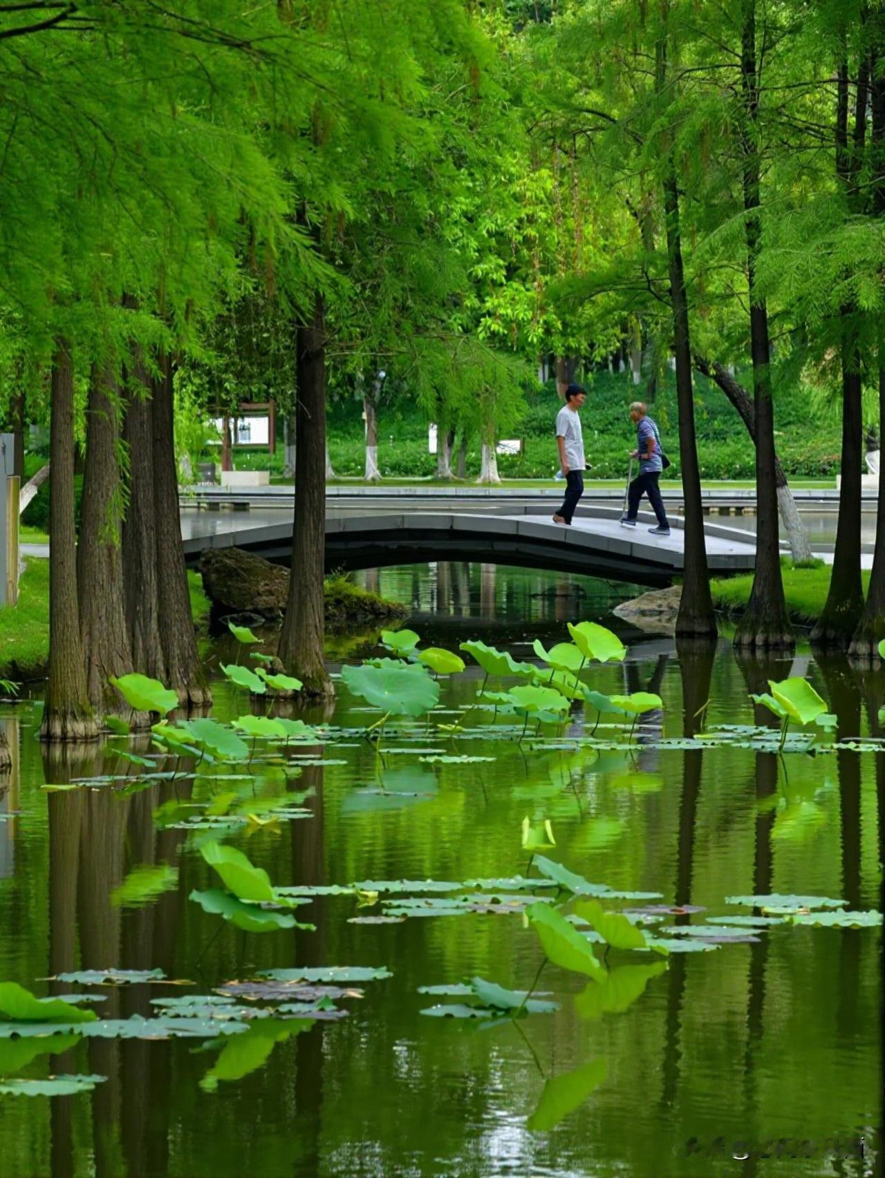 佛山的夏日，藏在湖光塔影与书页间，在千灯湖畔铺展开温柔的画卷。
   活水公园杉