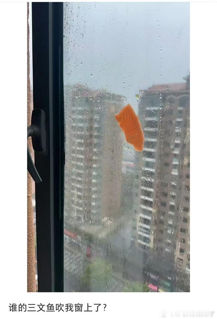 三文鱼飞起来了上海谁三文鱼吹窗外上了爆笑段子研究所