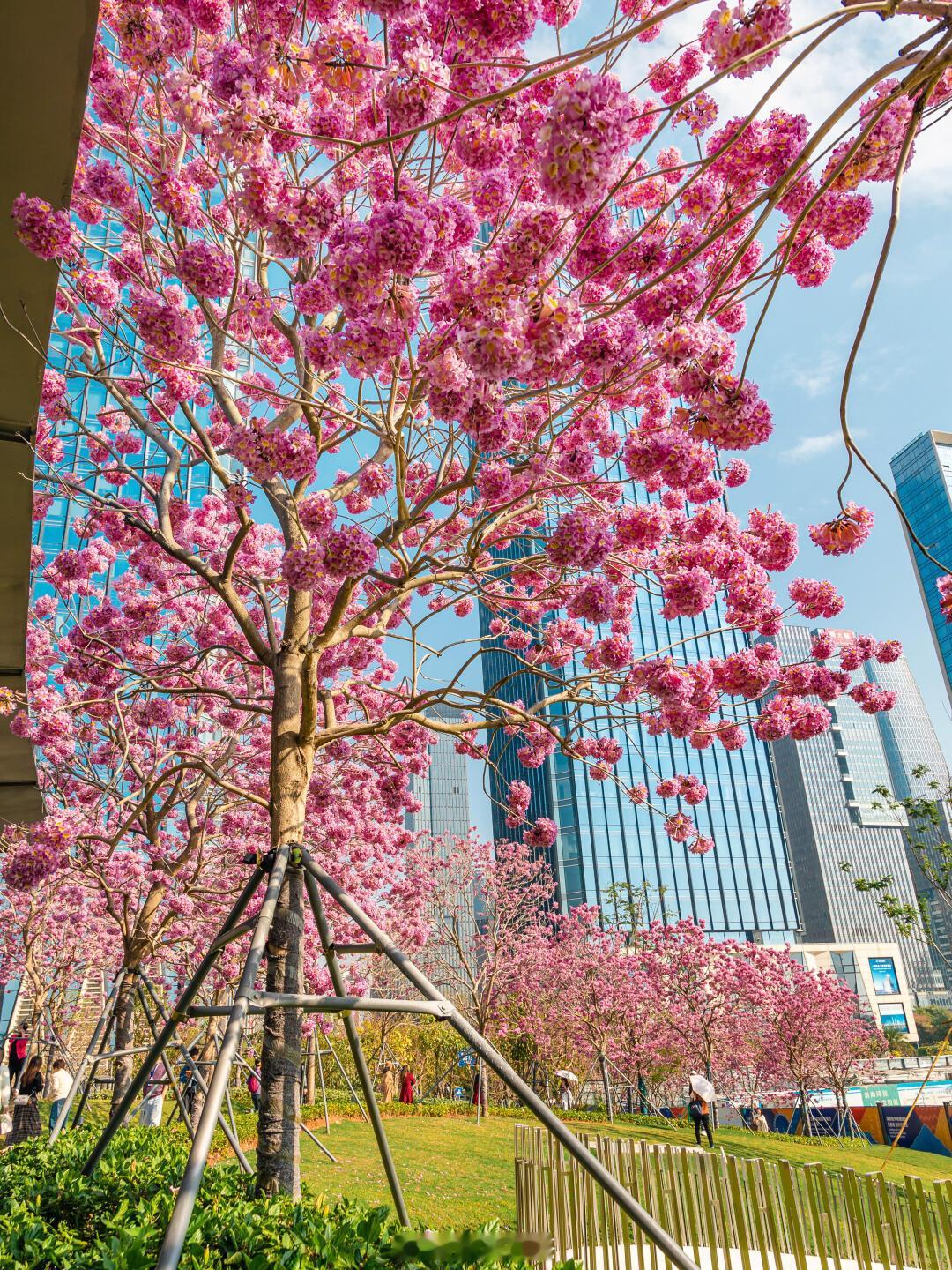深圳现在开满了紫花风铃木，很漂亮。图by维森。 深圳