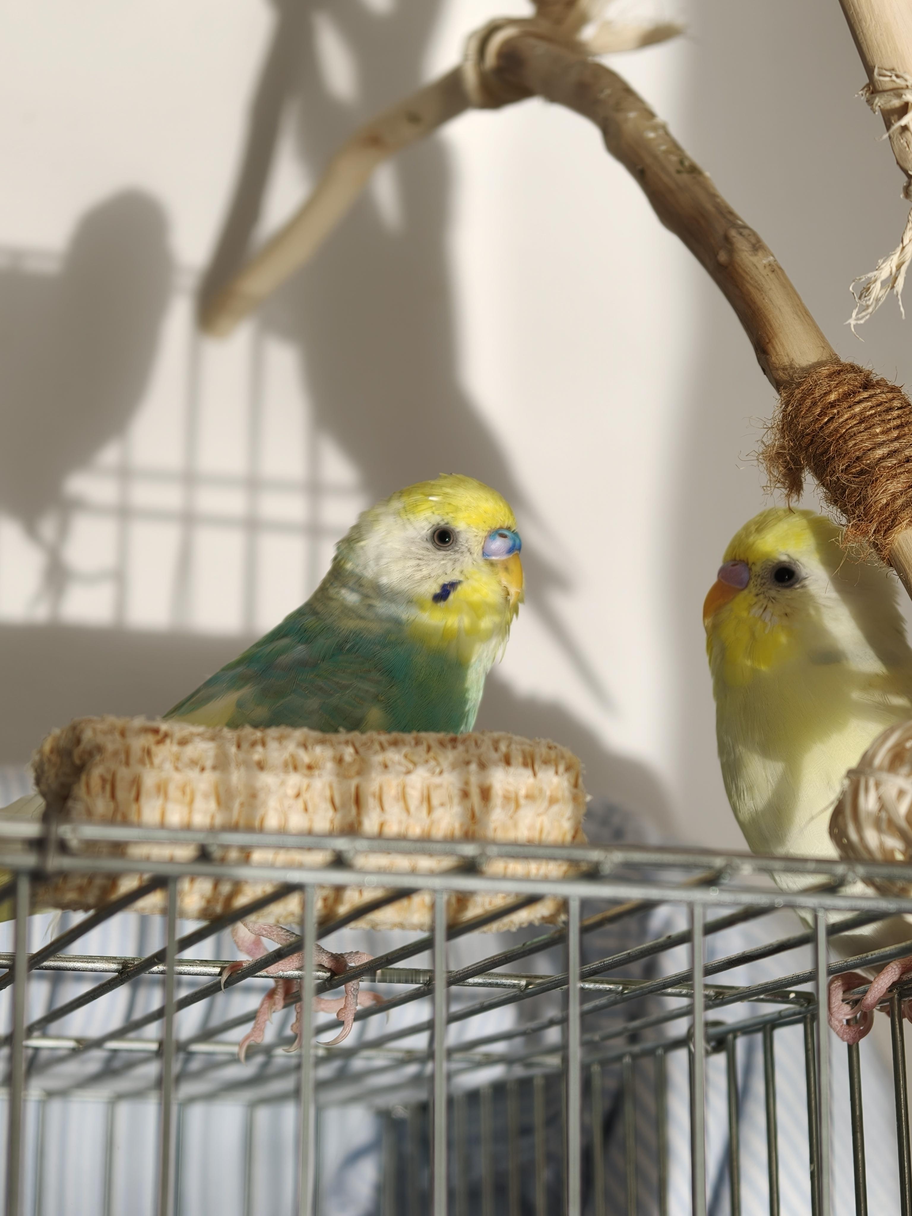 鹦鹉小蓝和布丁 最近又在换毛，一脑袋羽管，让人看着不太舒服 