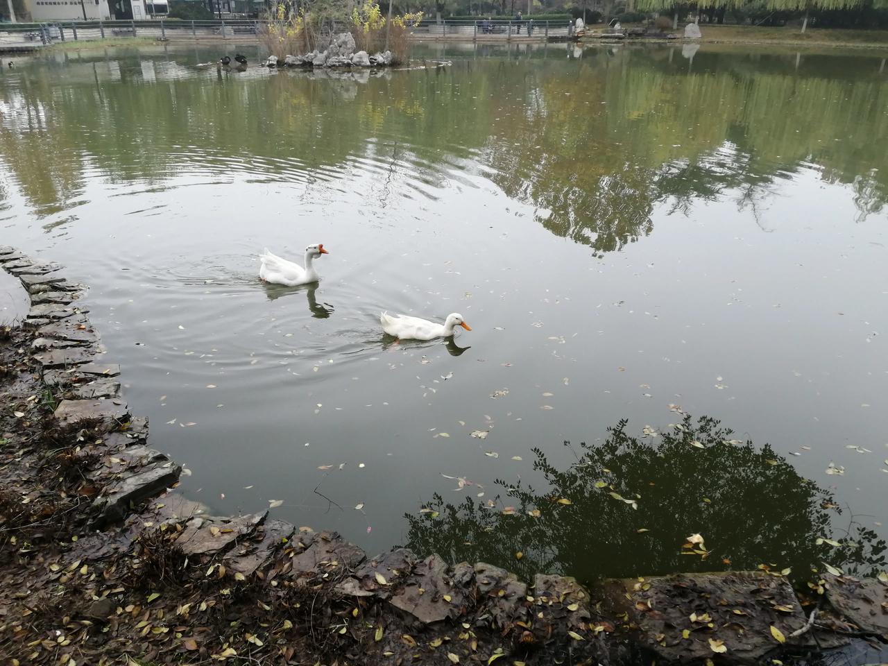 嘿，你说这石头咋样才能在水面上漂着不沉底呢？有人说啦，那得有飞翔的速度才行！这话