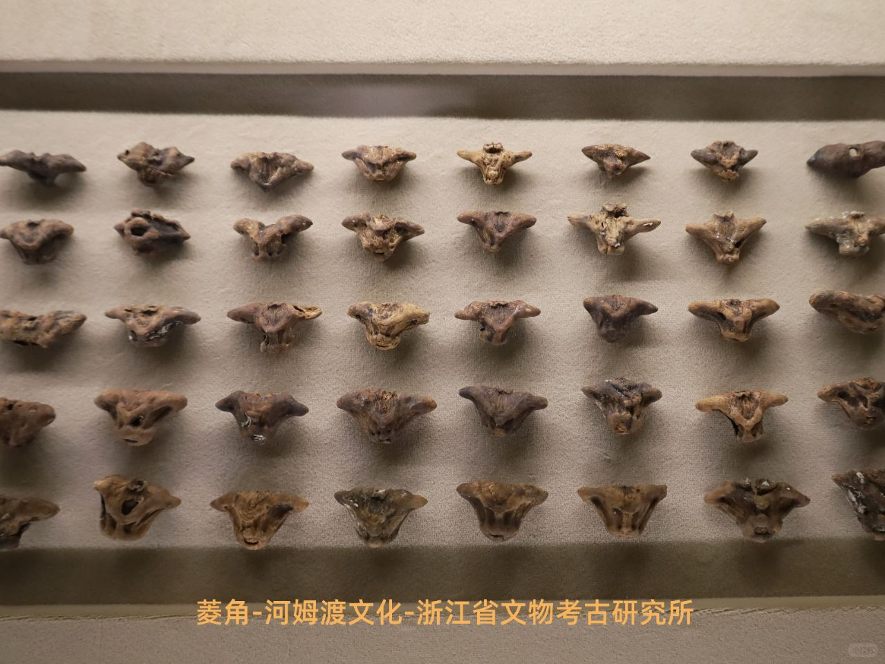 河姆渡的祖先吃什么——素食篇【终篇】