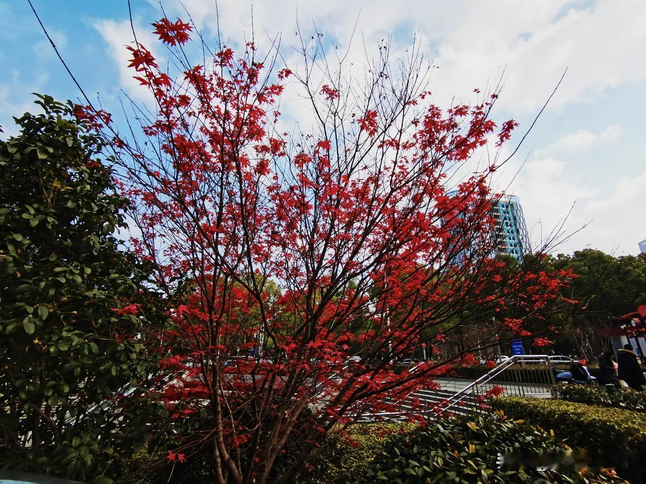 有报道说,京东刘强东又给老家宿迁的父老乡亲发年货和红包了。全村1400户，60岁