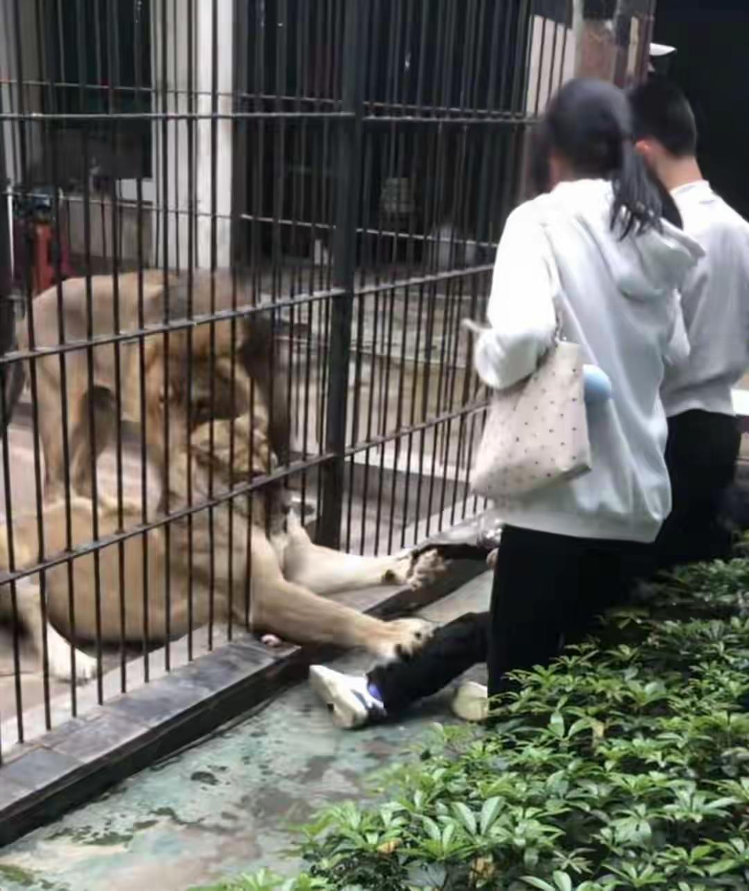 隔栏投喂变噩梦！母狮利爪死扣不放，她能死里逃生吗？

哎，跟你聊个事儿，说实话，