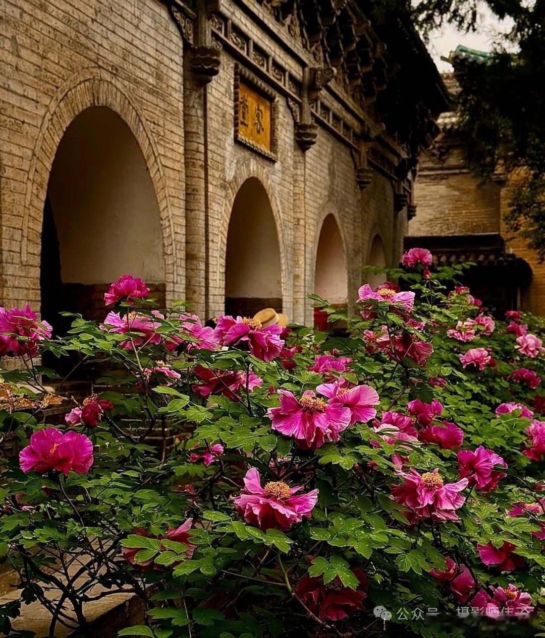 牡丹有一种霸道的美在唐风晋韵,锦绣太原 双塔博物馆永祚寺内，全国唯一的明代牡丹“