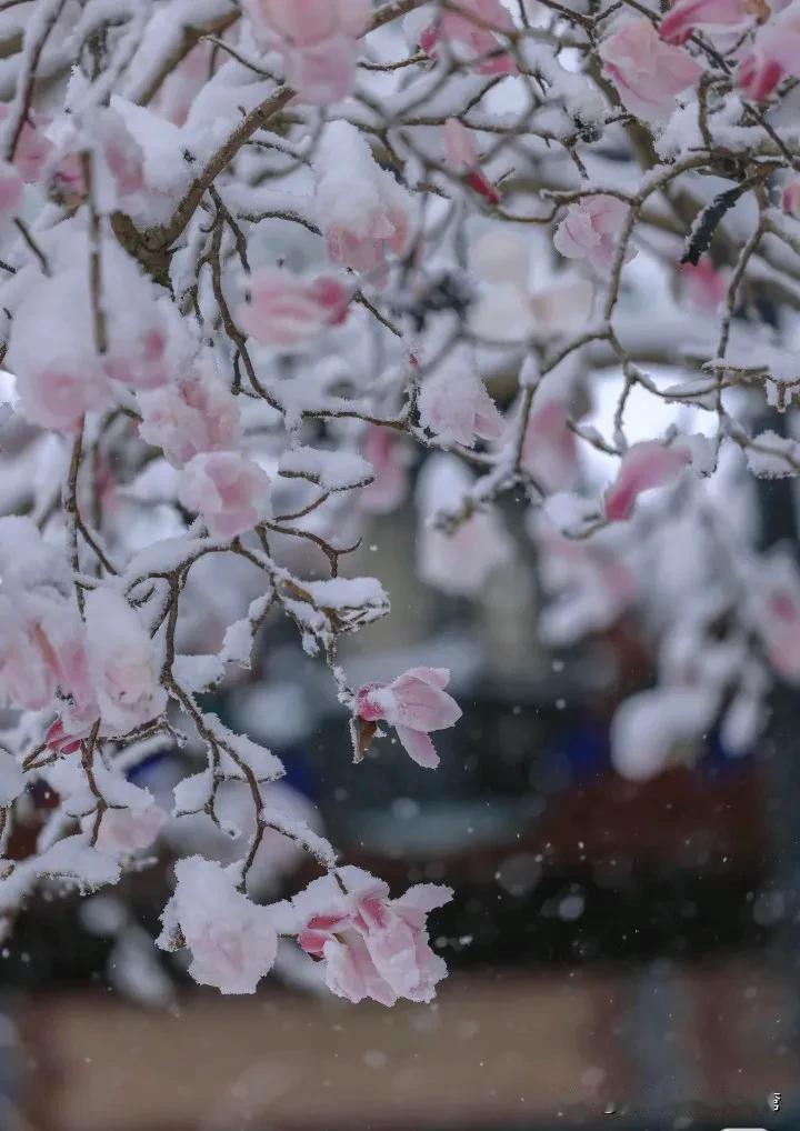 今天济南下雪了，
可把孩子们高兴坏了。
早晨孩子们就说，
这场雪下午两点就下。