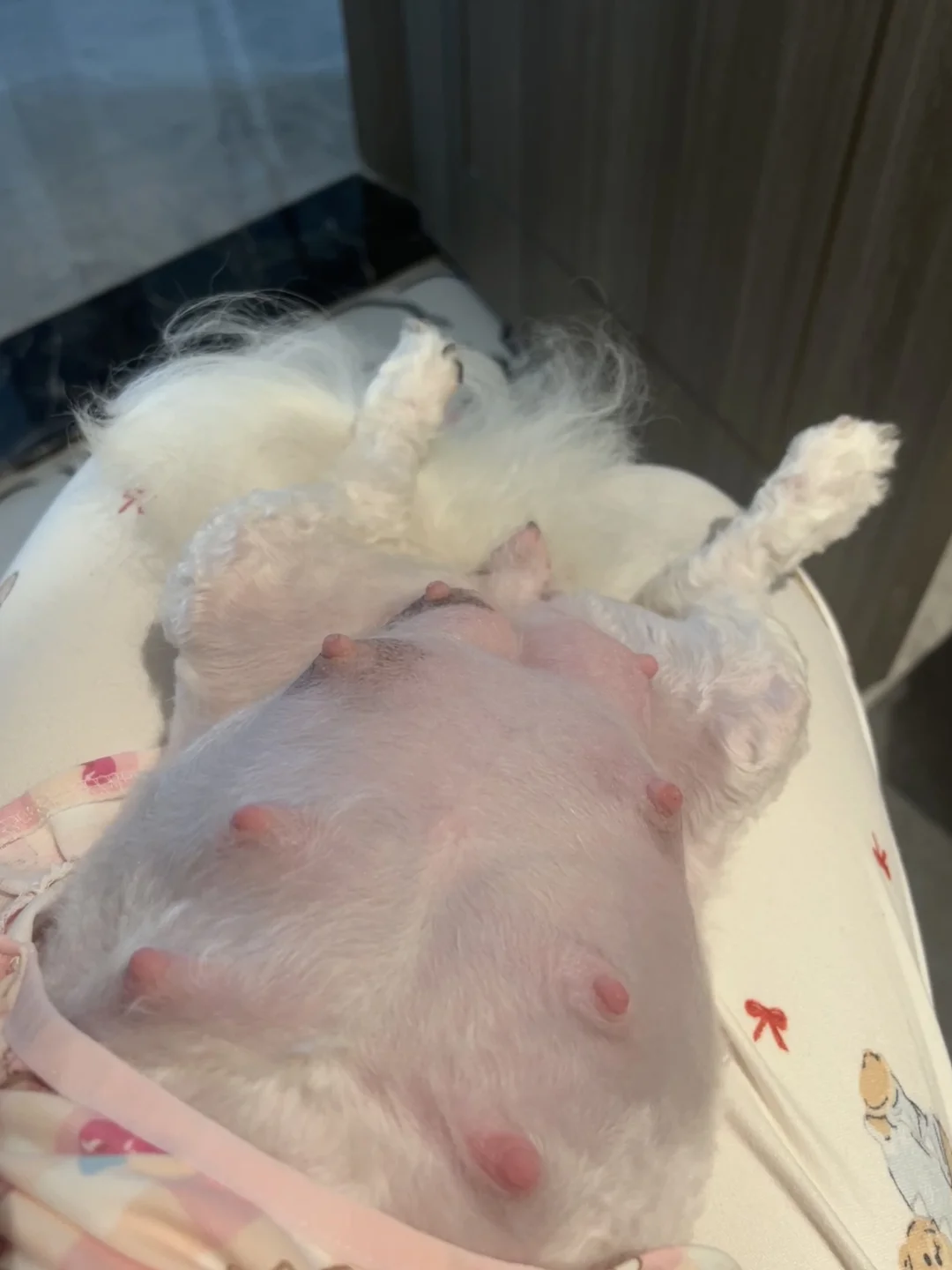 发情期间配了5脚，医院能查狗什么时候生吗？
