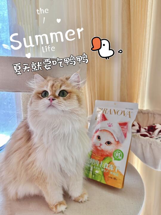多猫家庭夏天一起吃鸭鸭啊