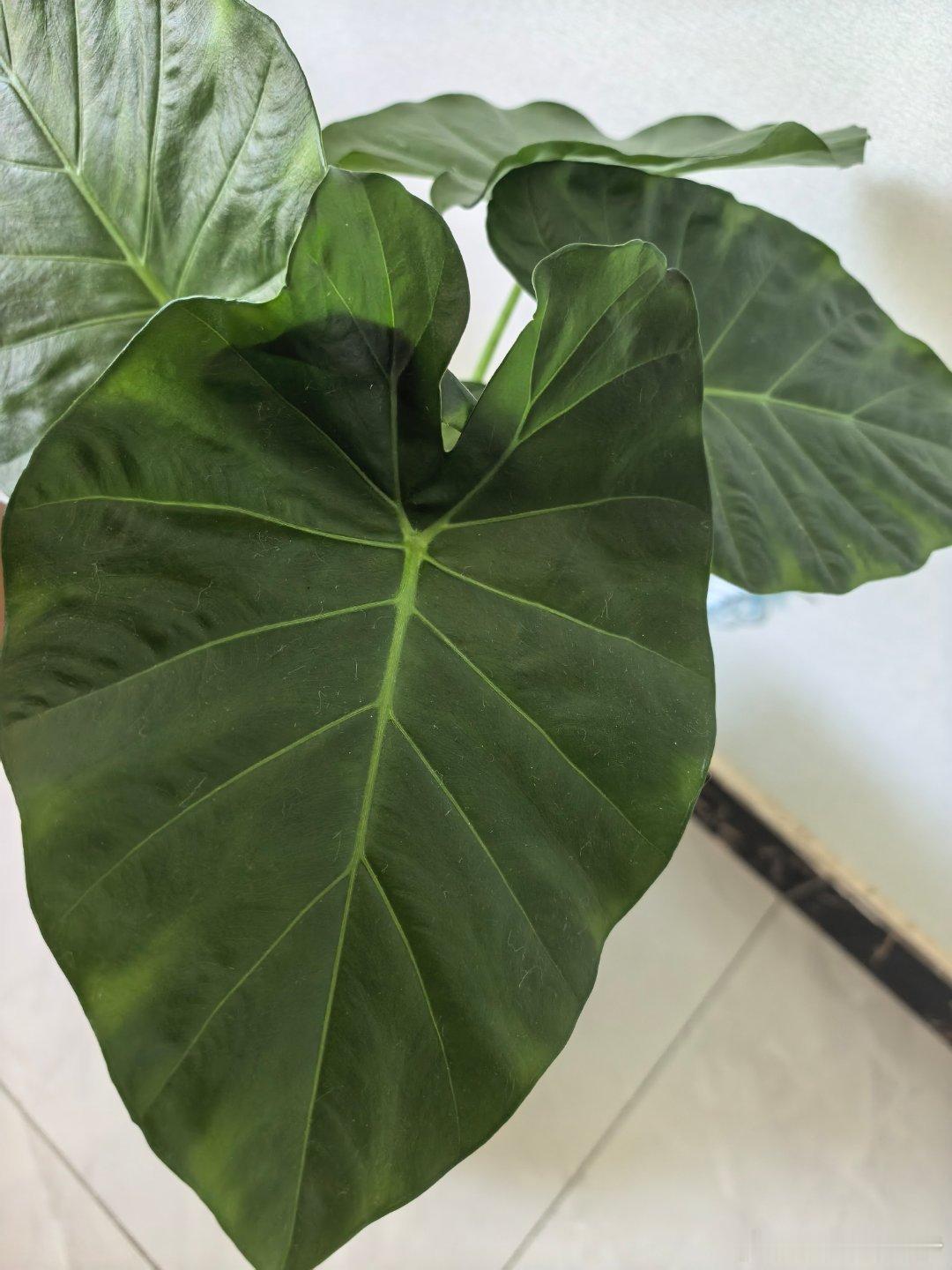 你家养的什么植物今天给滴水观音修剪枝叶，让它生长更壮实，叶子弄下来没扔继续给它水