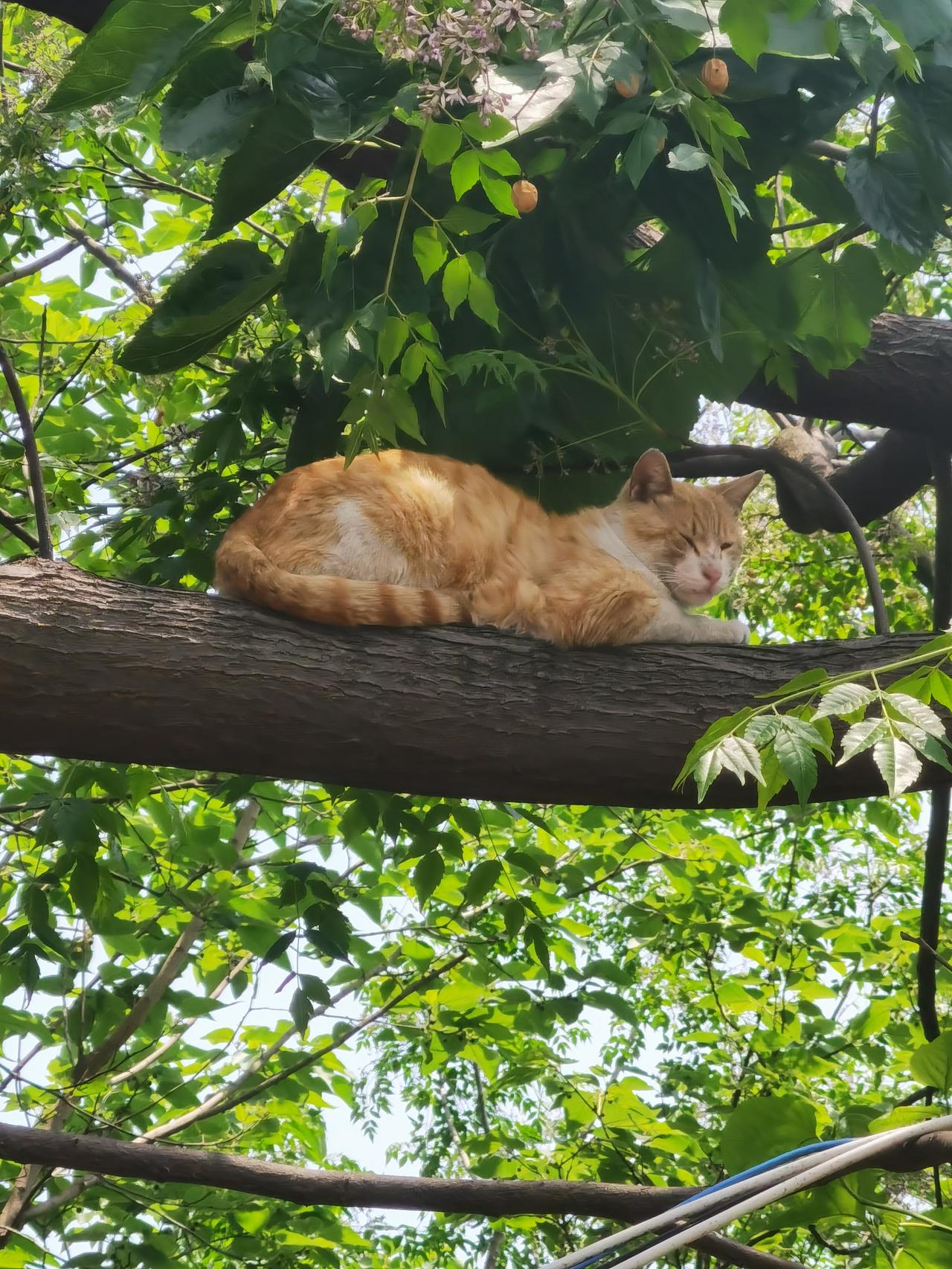 一株苦楝树和一只猫苦楝树 花猫 西小河你和苦楝树又有怎样的过往故事?