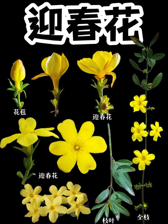【迎春花】故事的小黄花🌼