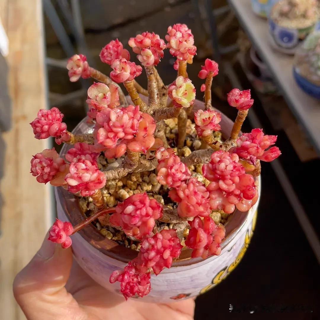 腊牡丹九宫格