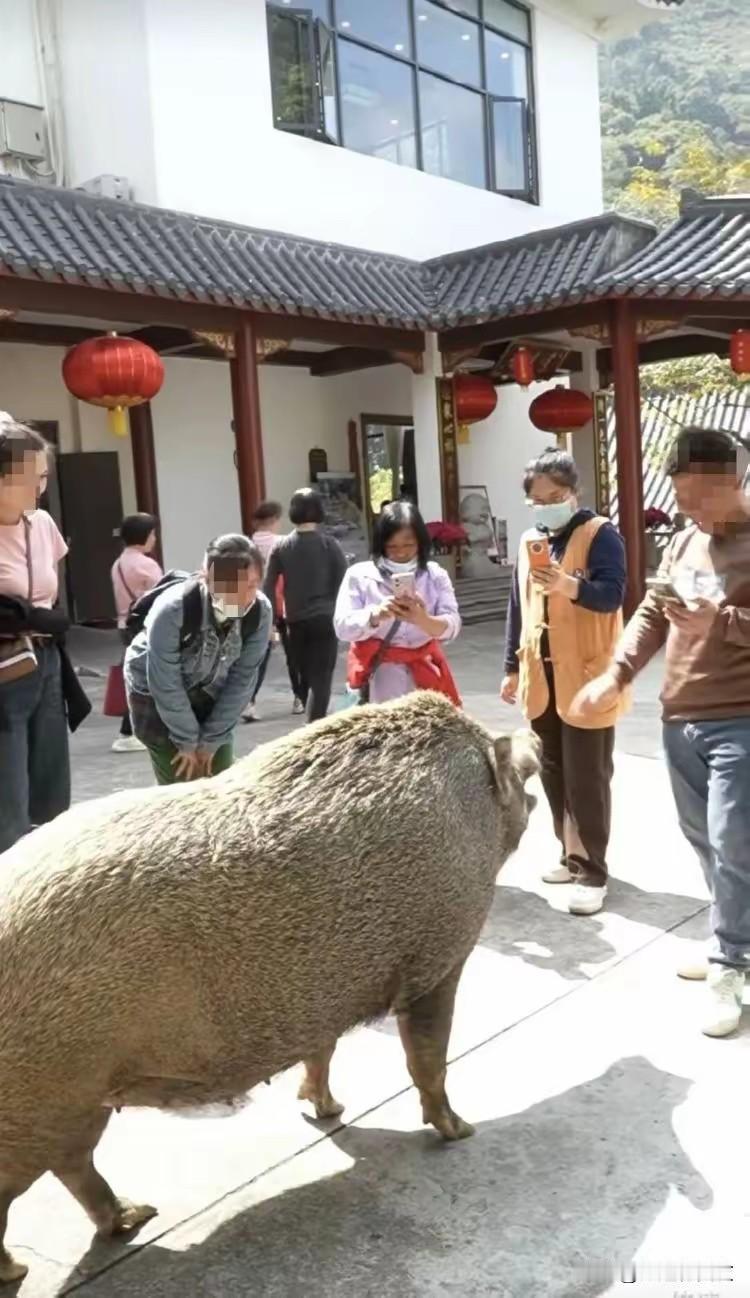 3. 广东300斤野猪“猪五妹”走红 爱吃苹果会点头鞠躬：广东江门300斤“猪五