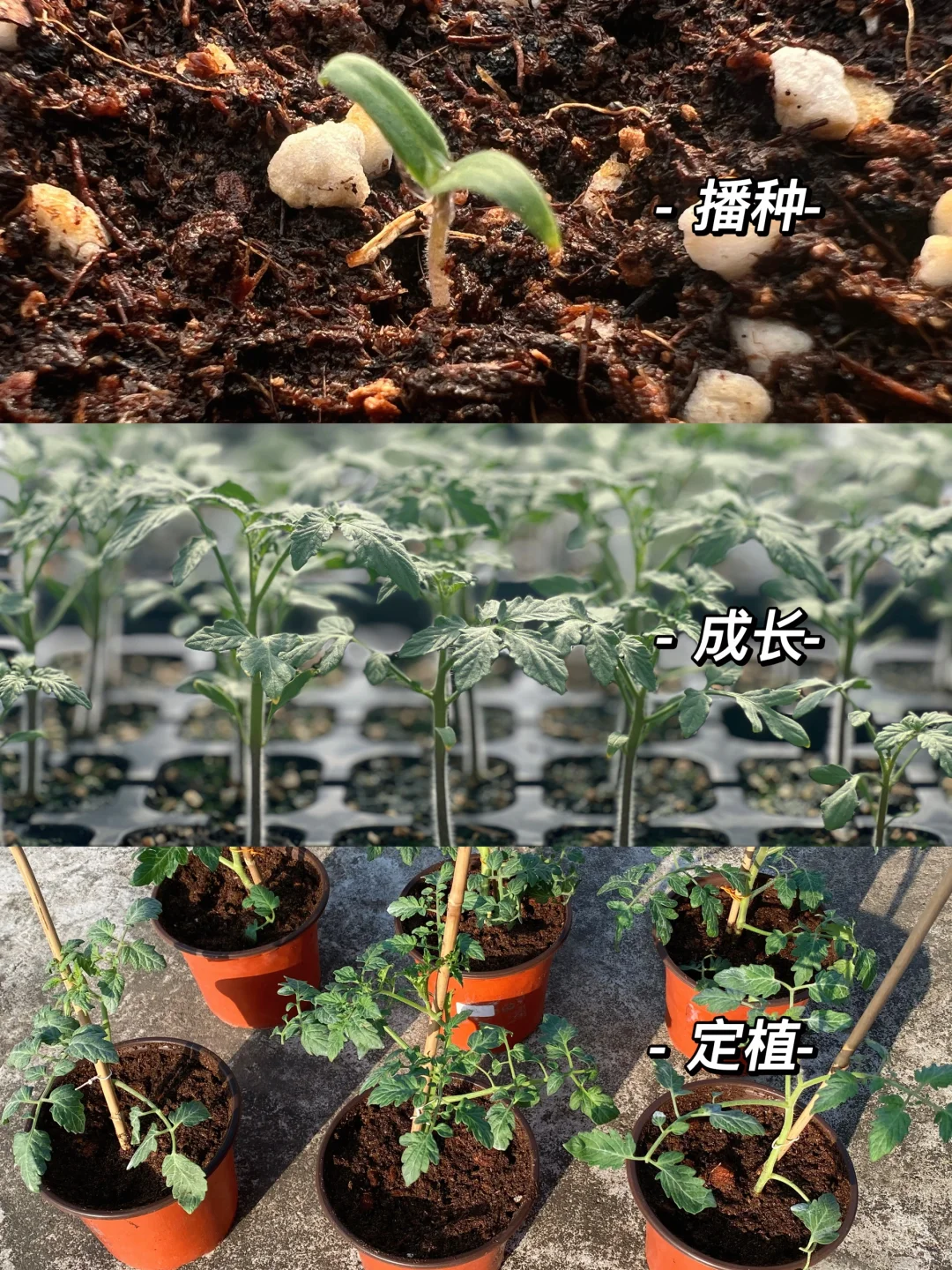 太多字了我都不想看了，番茄种植经验分享