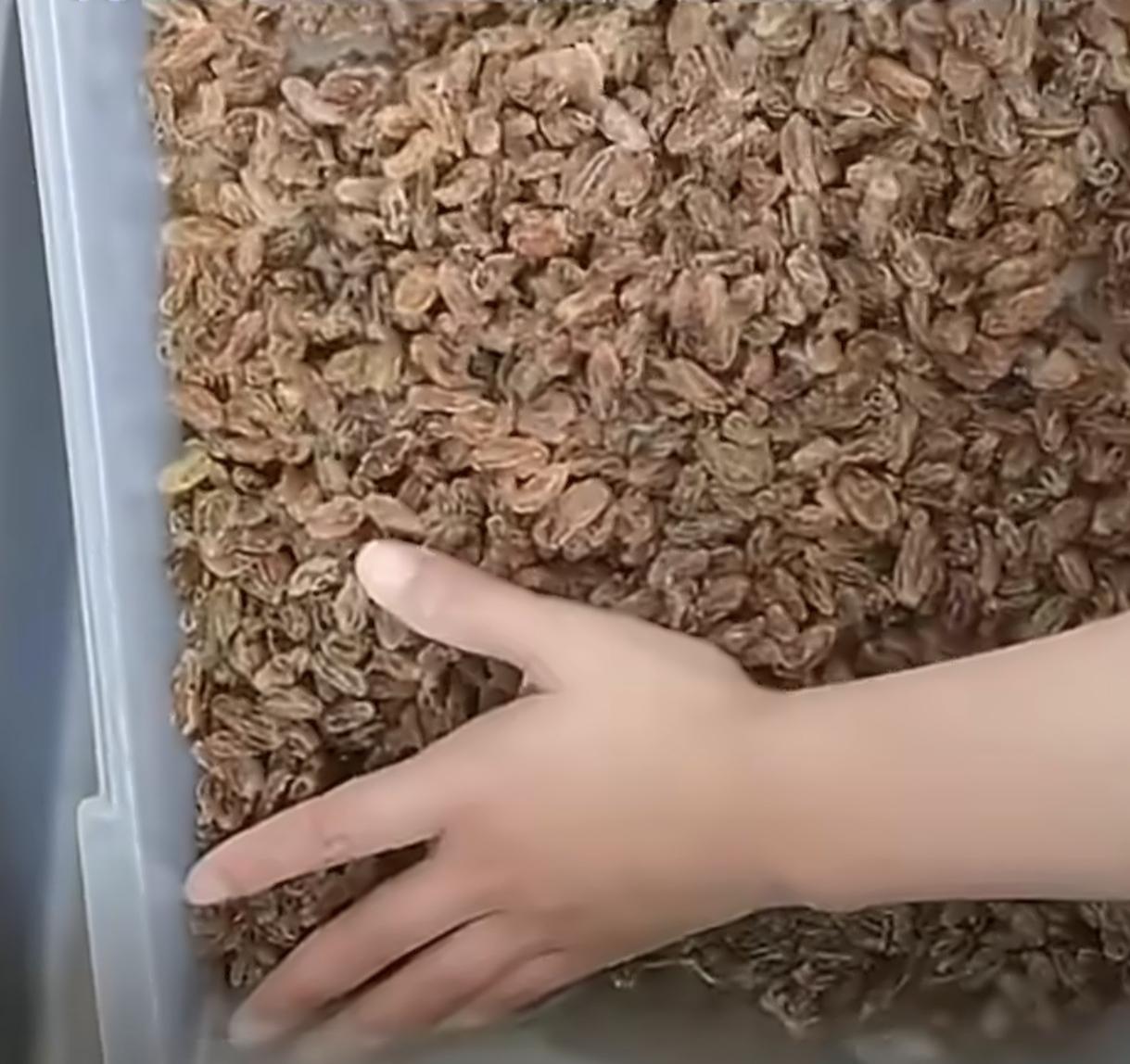 人果然还是不能太闲
女生没事干把葡萄干洗了
女生吃葡萄干，把葡萄干都洗了，这样子