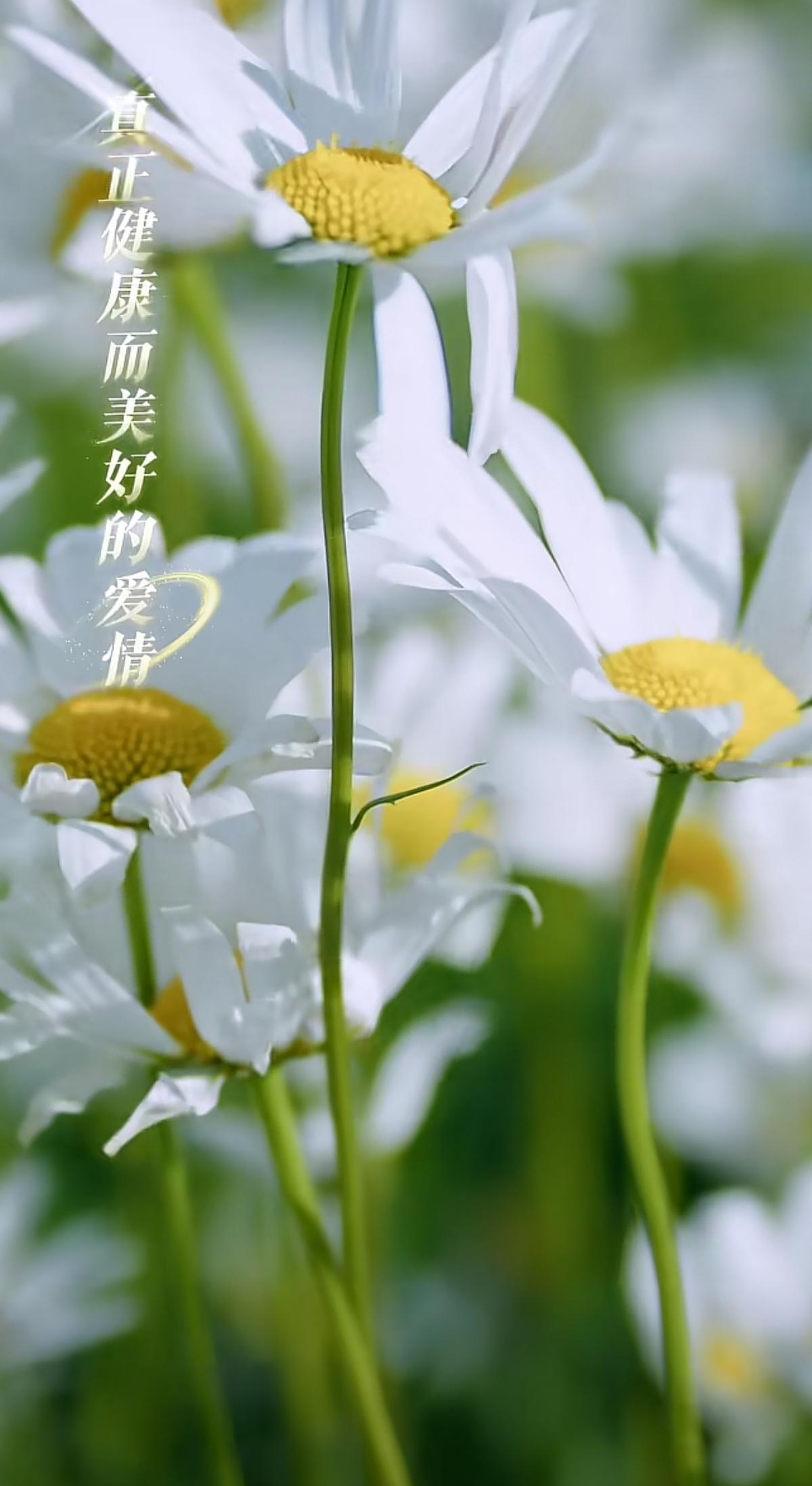 董宇辉“兰知春序”好书推荐《允许爱情消失》
爱情真正的意义，就是激活我们身上最好
