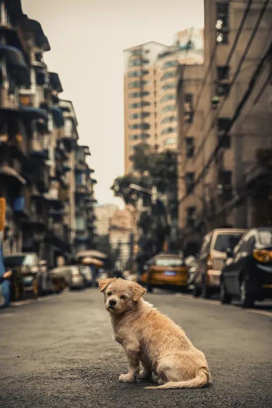 城市里该不该禁止养狗，这事儿争议可大了。
支持禁养的，大多是被不文明养犬行为坑惨