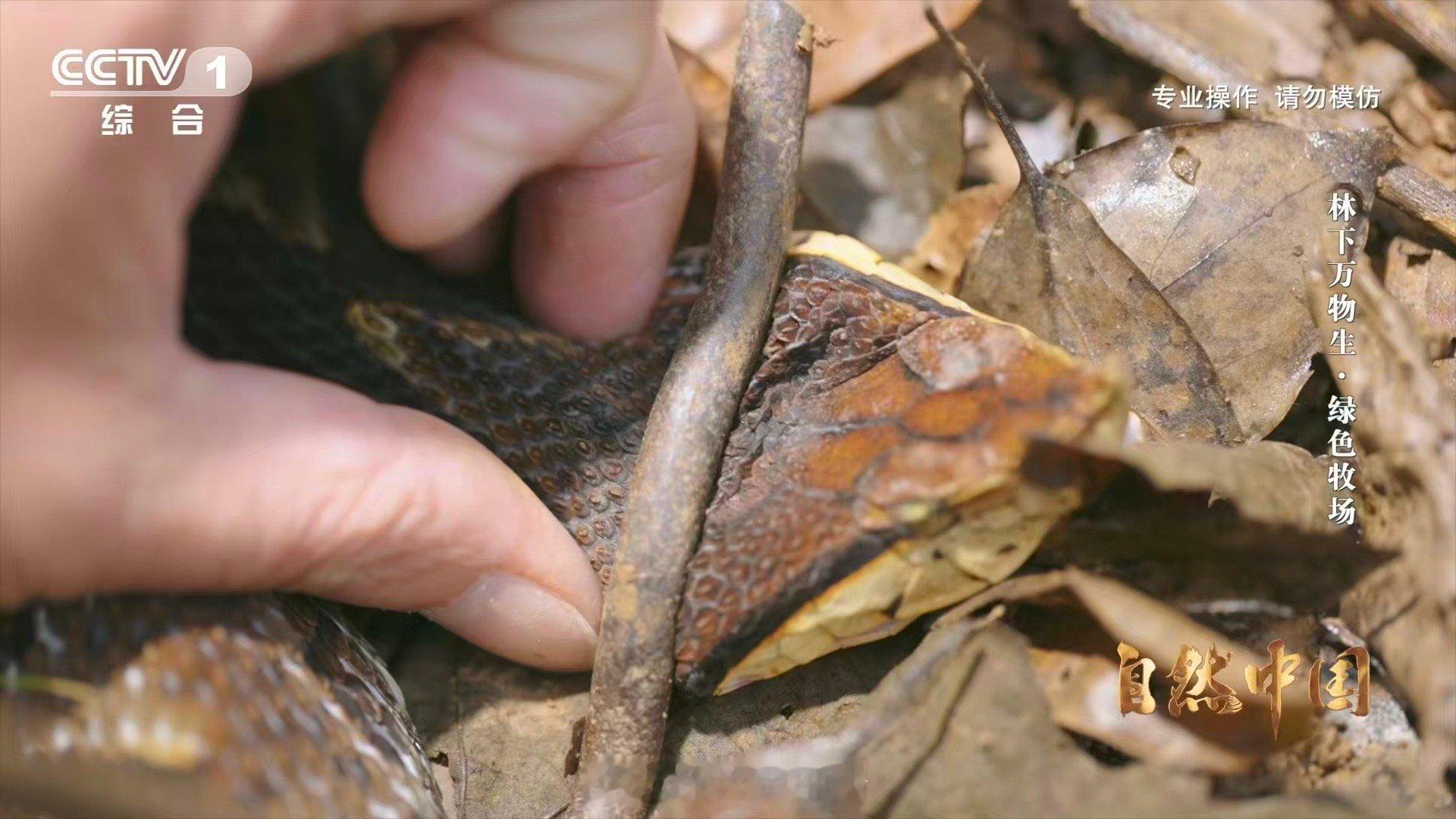 能晒太阳躲雨的仿生态蛇园啥样 仿生态蛇园，让异蛇实现“户外自由”。晴天在植被间沐