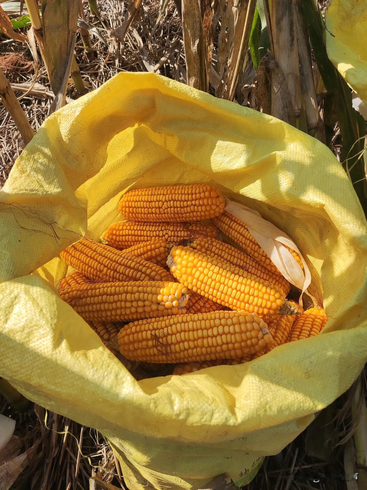 村东那块二分地的油菜茬玉米熟了，中午开着三轮车掰了，没有进家直截拉到了收粮点，老