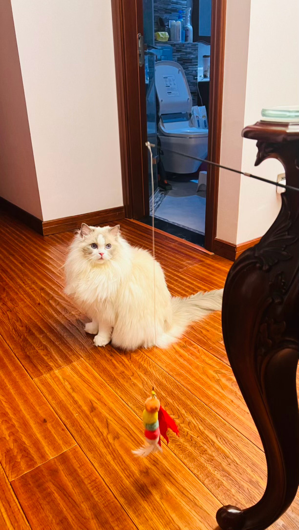 饭前逗猫，甜甜疯玩了一会儿十分爱自己地休息去了，闹说根本不为所动，我一边玩剑三大