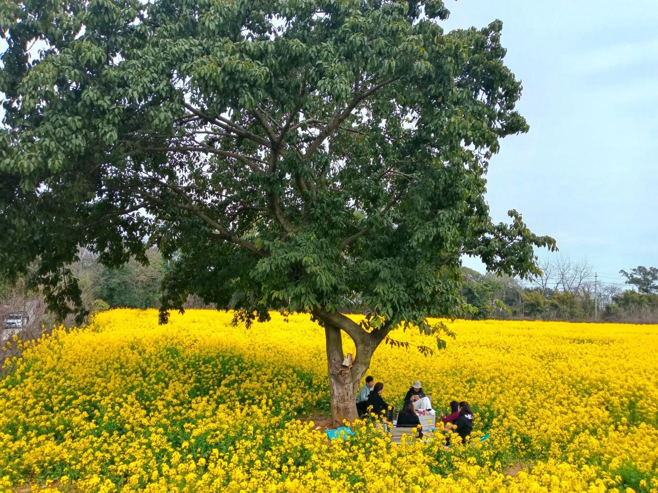 说实话，成都市内并没有什么惊艳的风景。比起南京，西安，洛阳，广州，武汉都是不如的